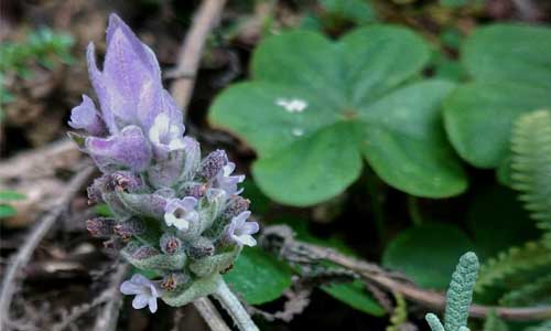 Lavanda Planta e Flor para a Vida